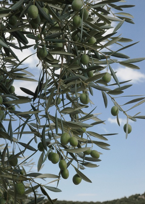 Olive Festival Malta