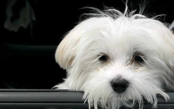 Cute Maltese Dog